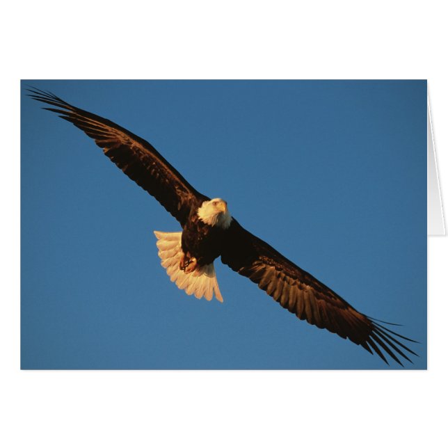 Bird of Prey, Bald Eagle in flight, Kachemak (Front Horizontal)