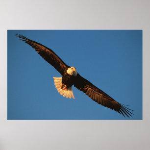 Bird of Prey, Bald Eagle in flight, Kachemak Poster