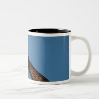 Bird of Prey, Bald Eagle in flight, Kachemak
