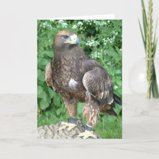 bird of prey card