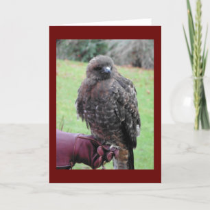 Bird of Prey Card