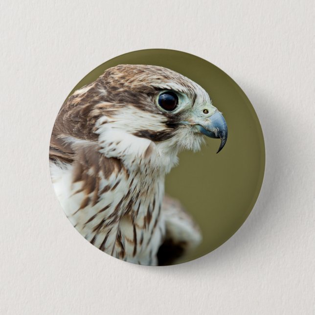 Bird of prey falcon close up 6 cm round badge (Front)