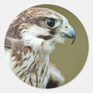 Bird of prey falcon close up classic round sticker