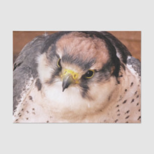 BIRD OF PREY FALCON TISSUE PAPER