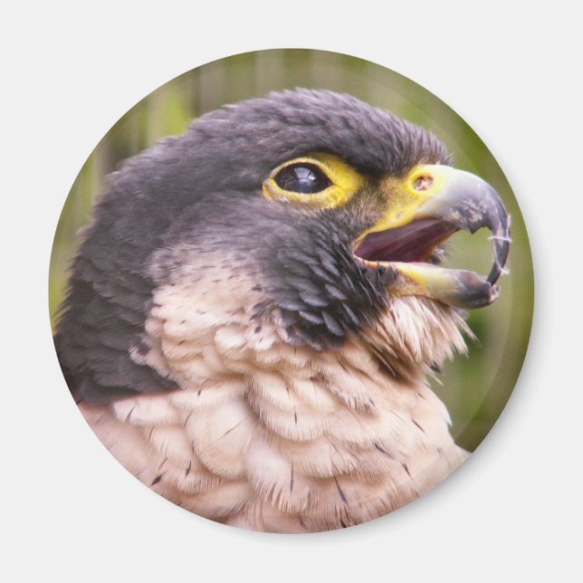Bird of Prey Magnet (Front)