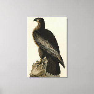 Bird of Washington from Audubon's Birds of America Canvas Print
