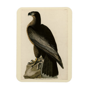 Bird of Washington from Audubon's Birds of America Magnet