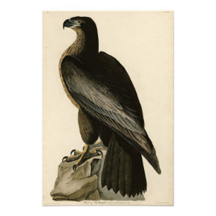 Bird of Washington from Audubon's Birds of America Photo Print