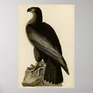 Bird of Washington from Audubon's Birds of America Poster