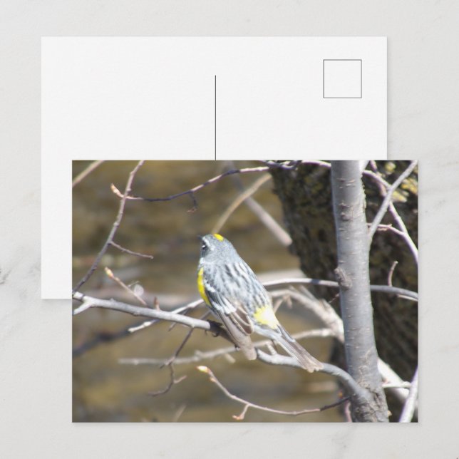 Bird on a Branch Postcard (Front/Back)