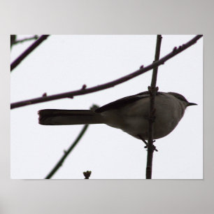 Bird on a Branch Poster