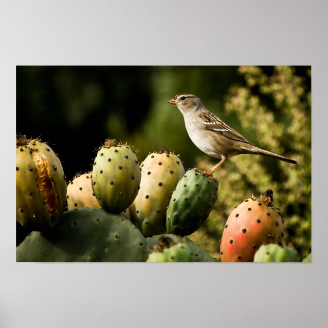 Bird On Cactus Poster (Front)