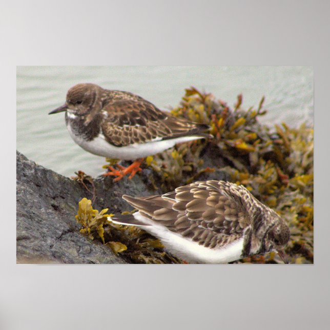 Bird on Rock Photo Poster (Front)