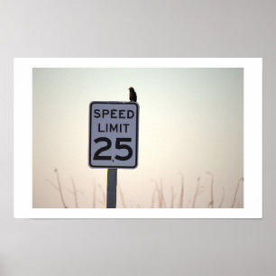 Bird on Sign Poster