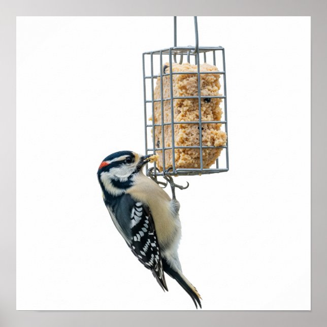 Bird on Suet Feeder Graphic Poster (Front)