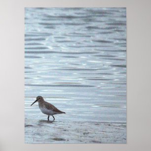 Bird on the Beach Poster
