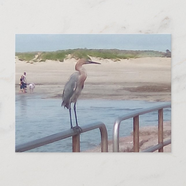 Bird on the jetty - Corpus Christi, Texas Postcard (Front)