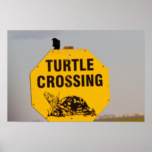 Bird on Turtle Crossing Sign Poster