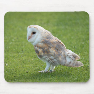 bird, owl, barn owl mouse mat