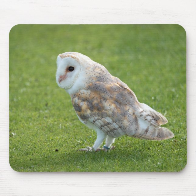 bird, owl, barn owl mouse mat (Front)