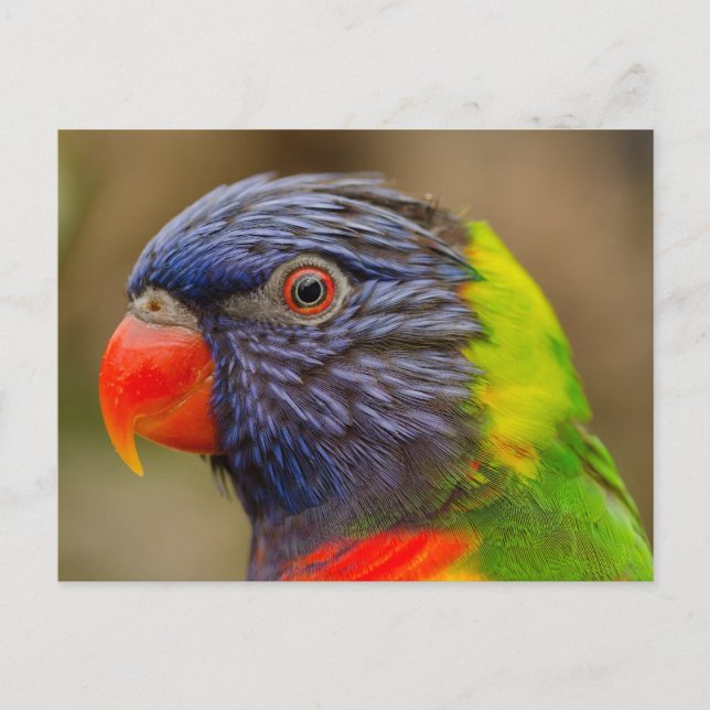 bird parrot animal postcard (Front)
