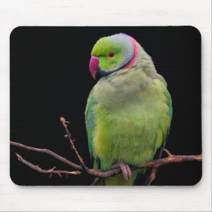 Bird, parrot, parakeet mouse mat