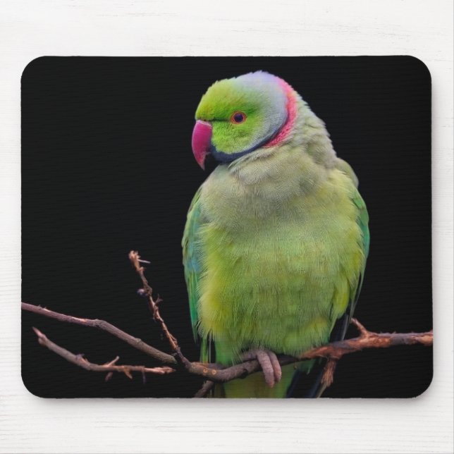 Bird, parrot, parakeet mouse mat (Front)