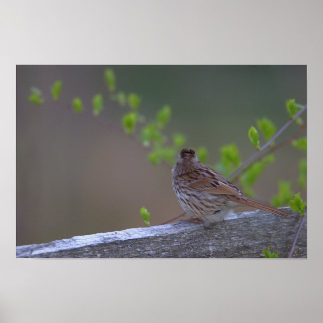 Bird Perched Poster (Front)