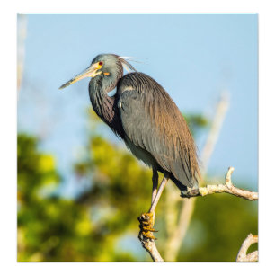 Bird Perfect 19.79 x 20.45 Kodak Pro Photo Print