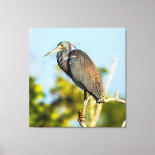 Bird Perfect 35.70 x 37 Stretched Canvas Print