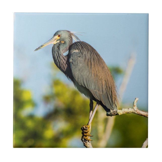 Bird Perfect Ceramic Tile Art (Front)