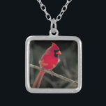 Bird Photo of a Red Cardinal Perched on a Branch Silver Plated Necklace<br><div class="desc">A  beautiful nature photograph of a bright red northern cardinal perched on a tree branch.</div>