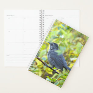 Bird Photo Planner