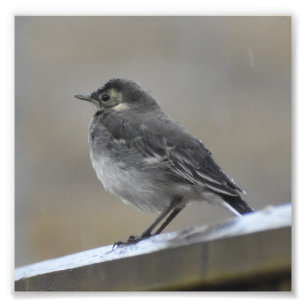Bird Photo Print