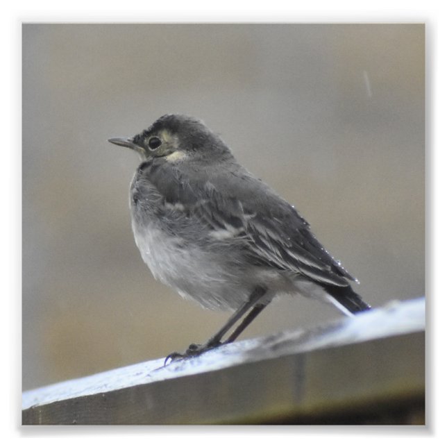 Bird Photo Print (Front)