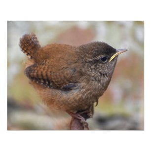 Bird Photo Print