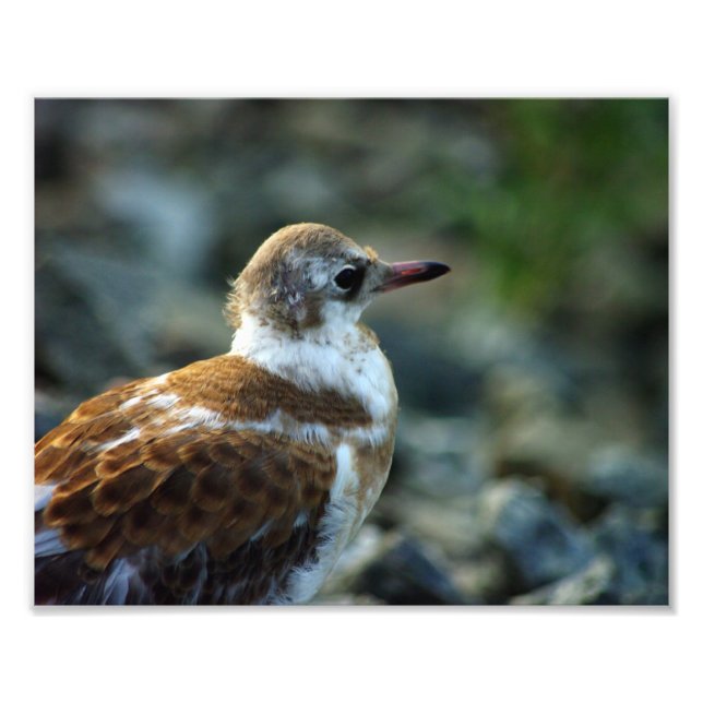 Bird Photo/Young Gull/Bird Lover Gift/ Photo Print (Front)