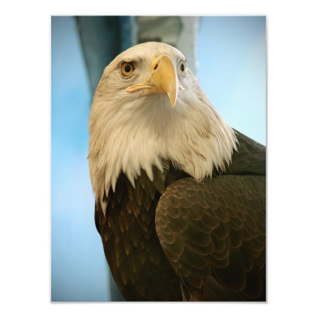 Bird Picture Photo Print (Front)