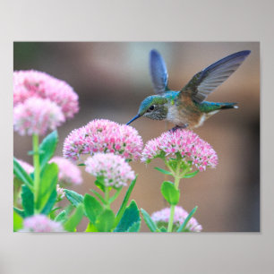 Bird Poster