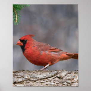 Bird Poster 