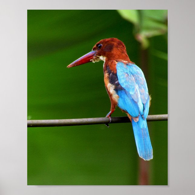 Bird Poster  (Front)