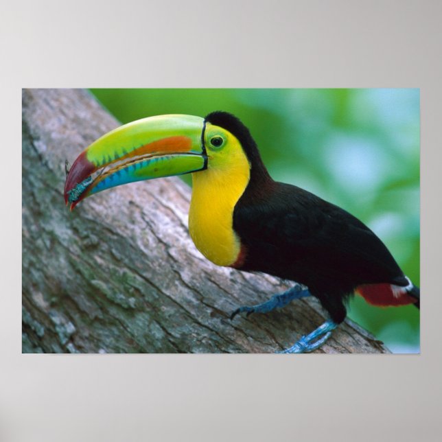 Bird poster 16 (Front)