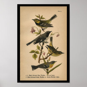 Bird Print Black Green Blue Warbler Vintage