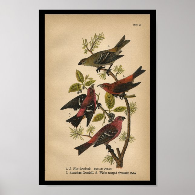 Bird Print Pine Grosbeak Red Black Vintage (Front)