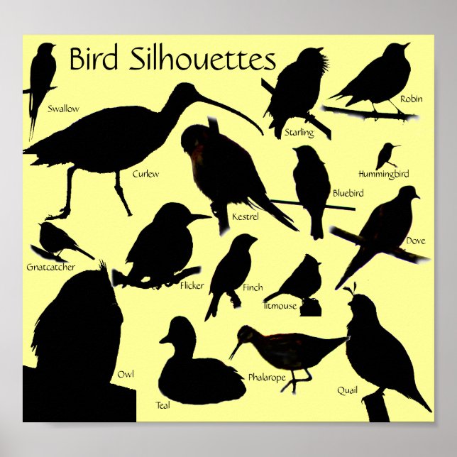 Bird Silhouettes (16) Poster (Front)