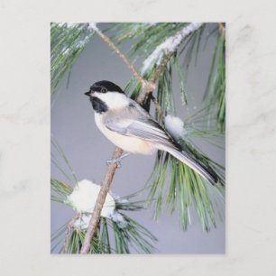Bird Snow Covered Branch Postcard