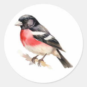 Bird Stickers Rose-breasted Grosbeak