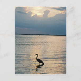 bird sunset postcard