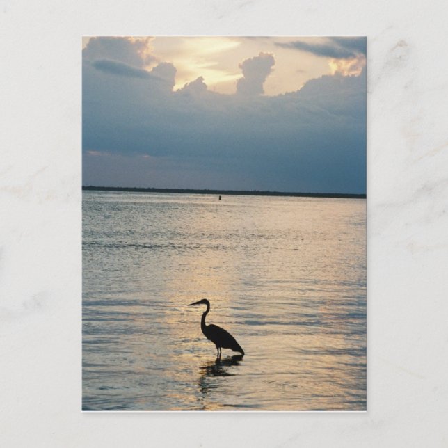 bird sunset postcard (Front)
