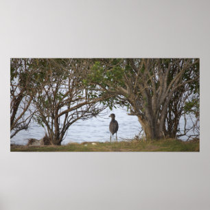 Bird Waiting Photo Poster